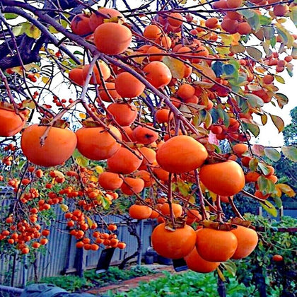 Mixrug Fuyu persimmon seeds pack, ideal for starting a home orchard