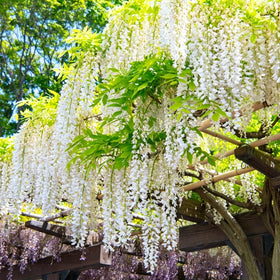 Mixrug jasmine climber enhances garden beds with year-round fragrance and color.