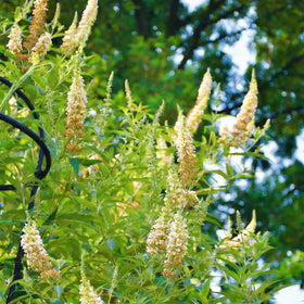 Mixrug garden-ready blooms in borders and sunny beds throughout summer.