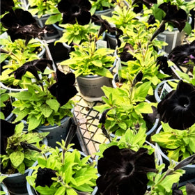 Mixrug garden seeds deliver compact vertical interest in small spaces.
