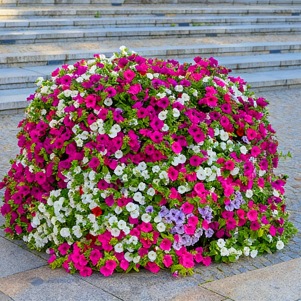 Mixrug Garden edge display with dwarf petunia plantings