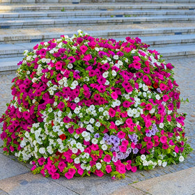 Mixrug Garden edge display with dwarf petunia plantings