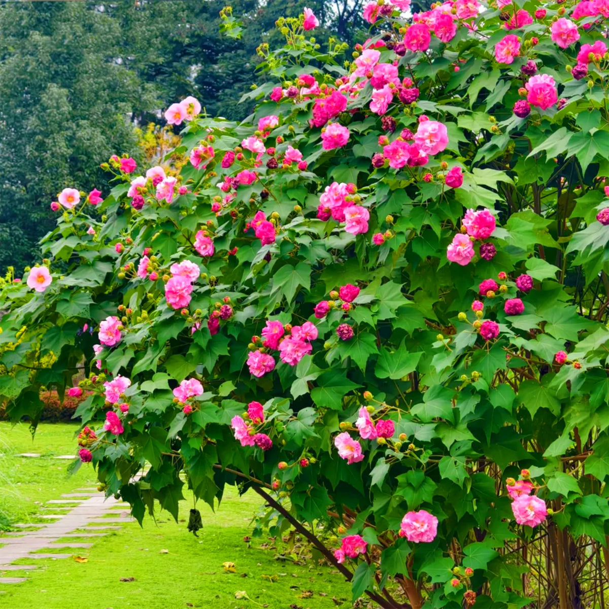 Garden border idea with hibiscus adding vibrant focal points