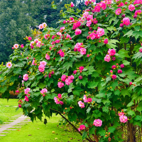 Garden border idea with hibiscus adding vibrant focal points