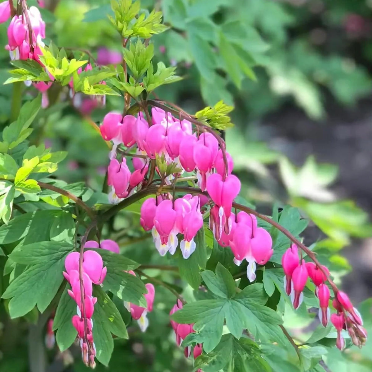 Mixrug garden pollinator-attracting seeds for butterflies and bees.