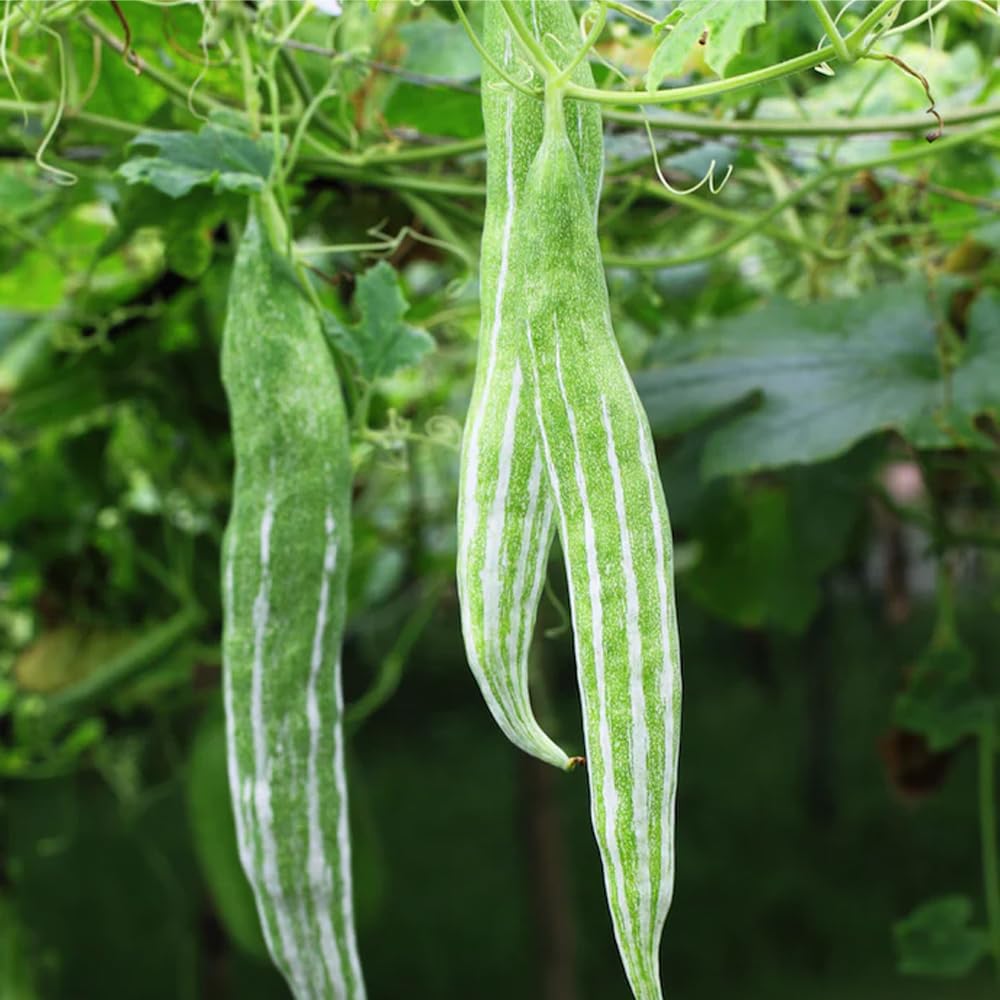 Mixrug garden scene long snake gourd thriving in warm garden setup.