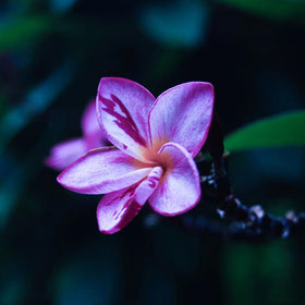 Mixrug Gardenia bloom close-up, illustrating vibrant flowers and serene fragrance.