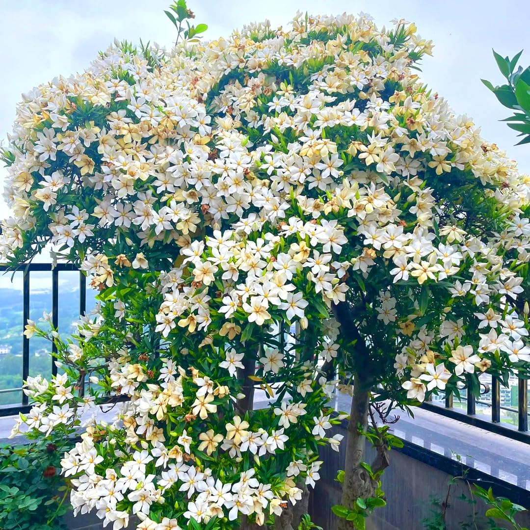 Mixrug Gardenia fragrance in garden scene, suggesting inviting outdoor scent.