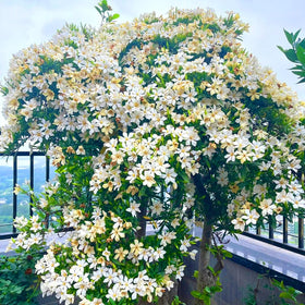 Mixrug Gardenia fragrance in garden scene, suggesting inviting outdoor scent.