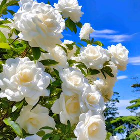 Mixrug Gardenia seeds close-up, ideal for starting fragrant perennials in containers.