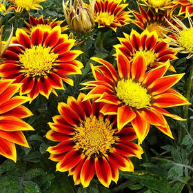 Mixrug Gazania flowers in bright colors, ideal for containers and borders