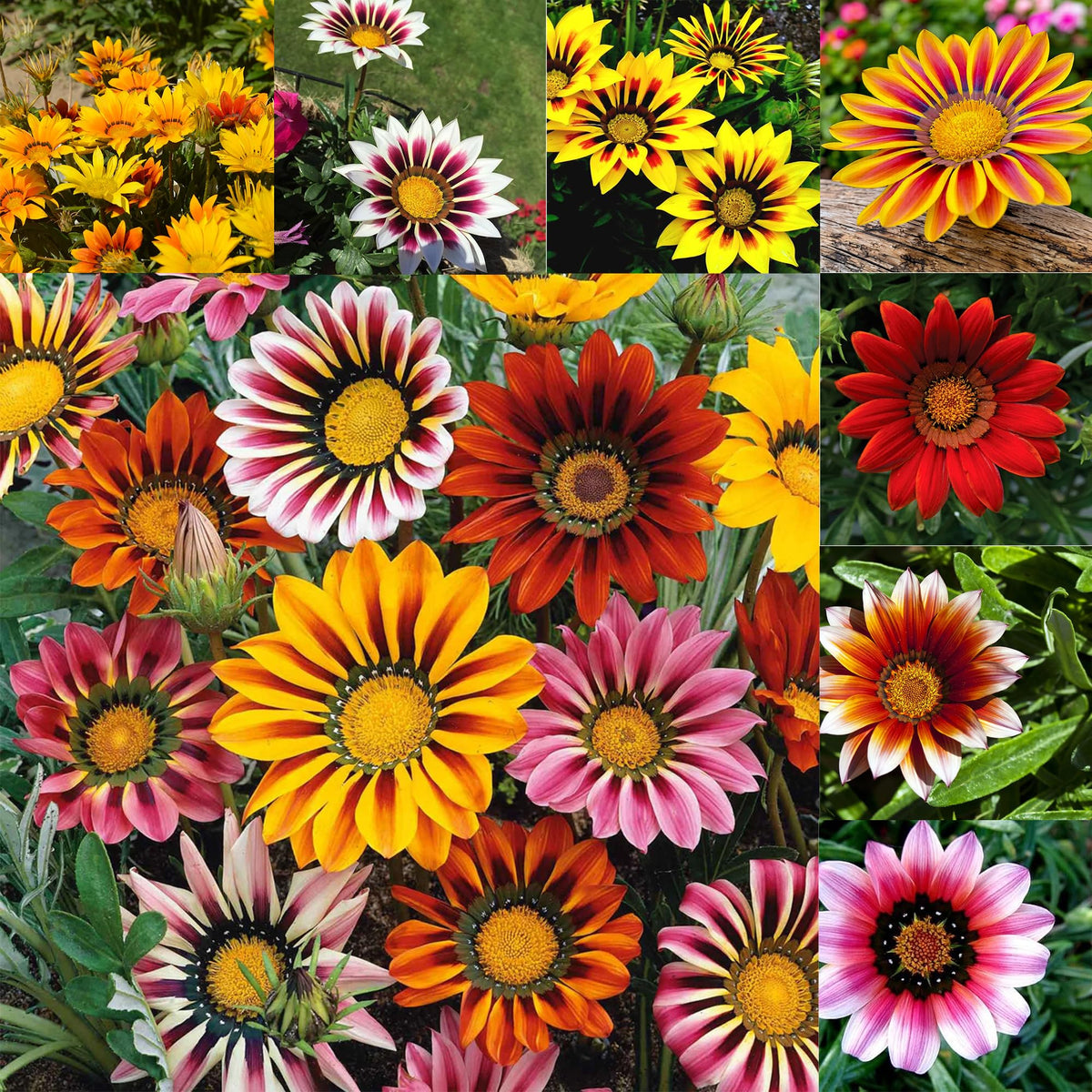 Mixrug Gazania Seeds Pack showing vibrant sun-loving blooms for sunny beds