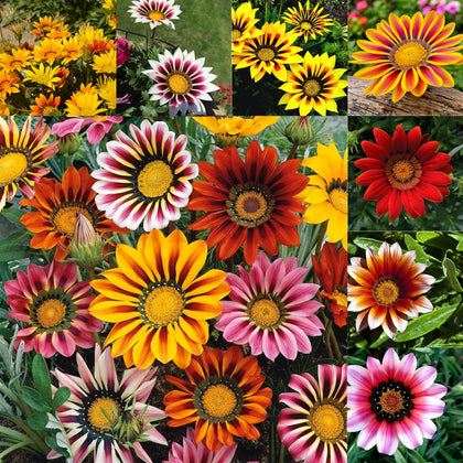 Mixrug Gazania Seeds Pack showing vibrant sun-loving blooms for sunny beds