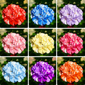 Mixrug geranium seeds produce colorful blooms for border gardens.