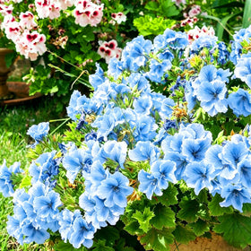 Mixrug geranium seeds are easy to sow, ideal for beginner gardeners.