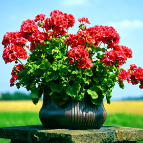 Mixrug geranium seeds are easy to sow for quick garden color.