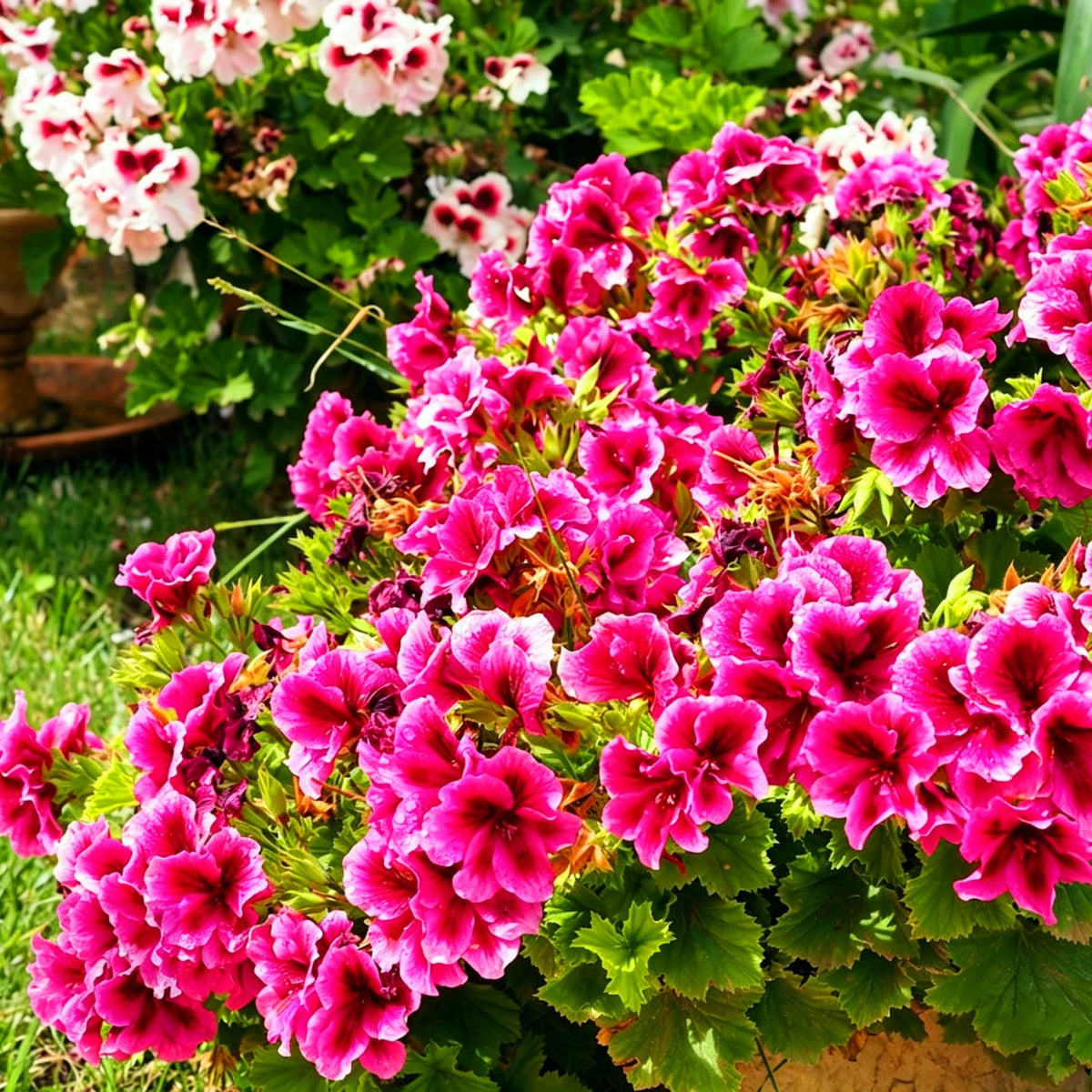Mixrug geranium seeds produce fragrant blooms that attract pollinators.