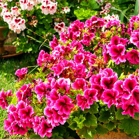 Mixrug geranium seeds produce fragrant blooms that attract pollinators.