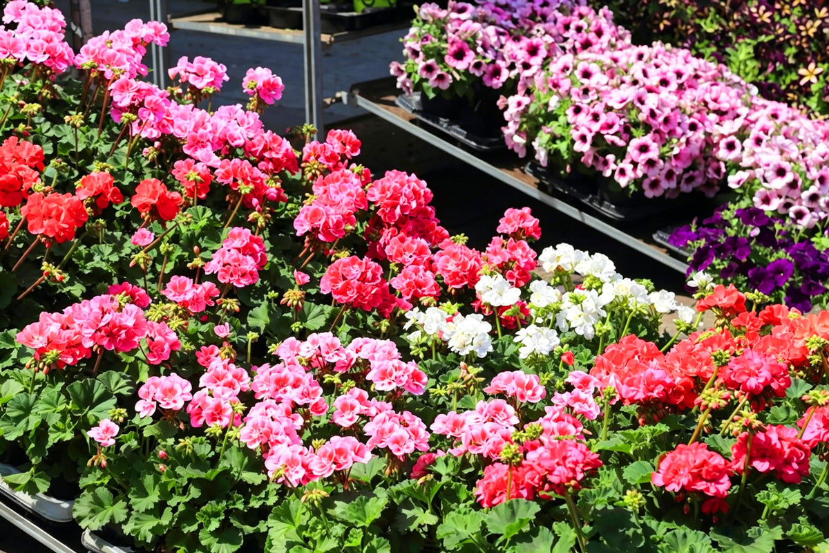 Mixrug geranium blooms attract butterflies and bees, adding life to gardens.