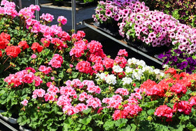 Mixrug geranium blooms attract butterflies and bees, adding life to gardens.