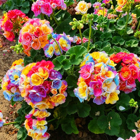 Mixrug geranium seeds perform well in USDA zones 3–9 with flexible sowing times.