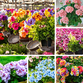 Mixrug geranium seeds show vibrant multicolor blooms in a sunny garden bed.