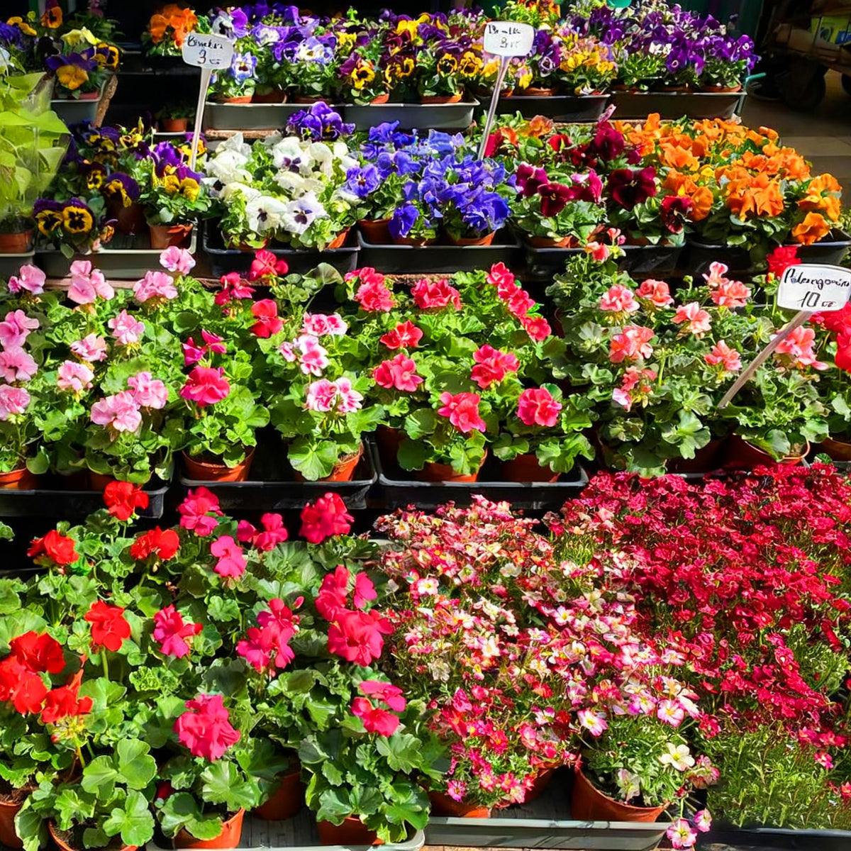 Mixrug geranium seeds are non-GMO and heritage-inspired for garden color.