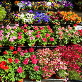 Mixrug geranium seeds are non-GMO and heritage-inspired for garden color.