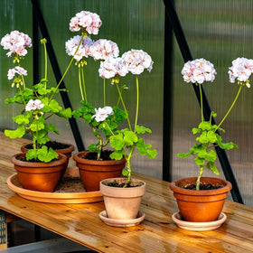 Mixrug geranium seeds are open-pollinated heirloom options for home gardens.