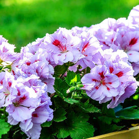 Mixrug geranium seeds create bright displays on patios, borders, and containers.