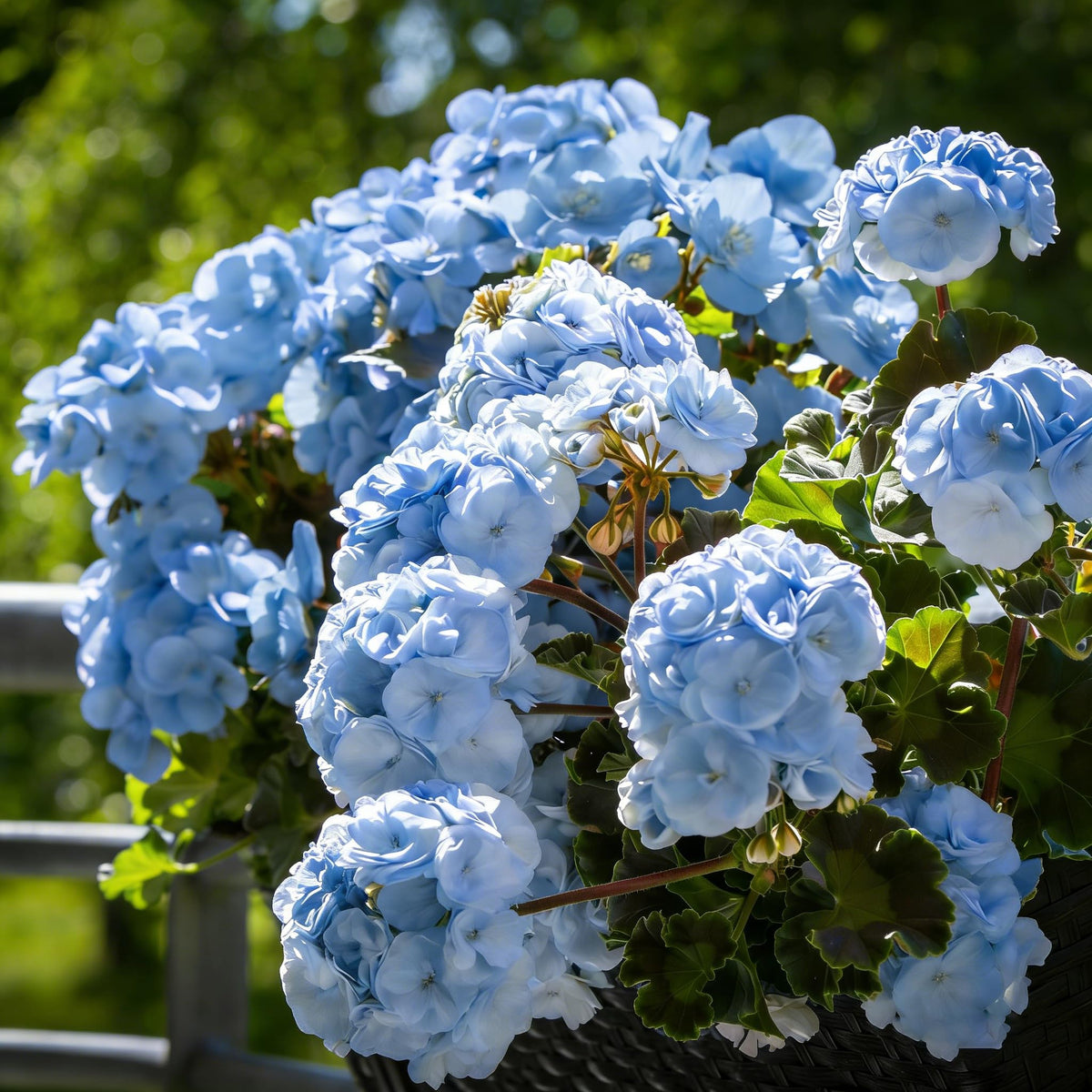 Mixrug geranium seeds thrive in pots and beds with vibrant color.