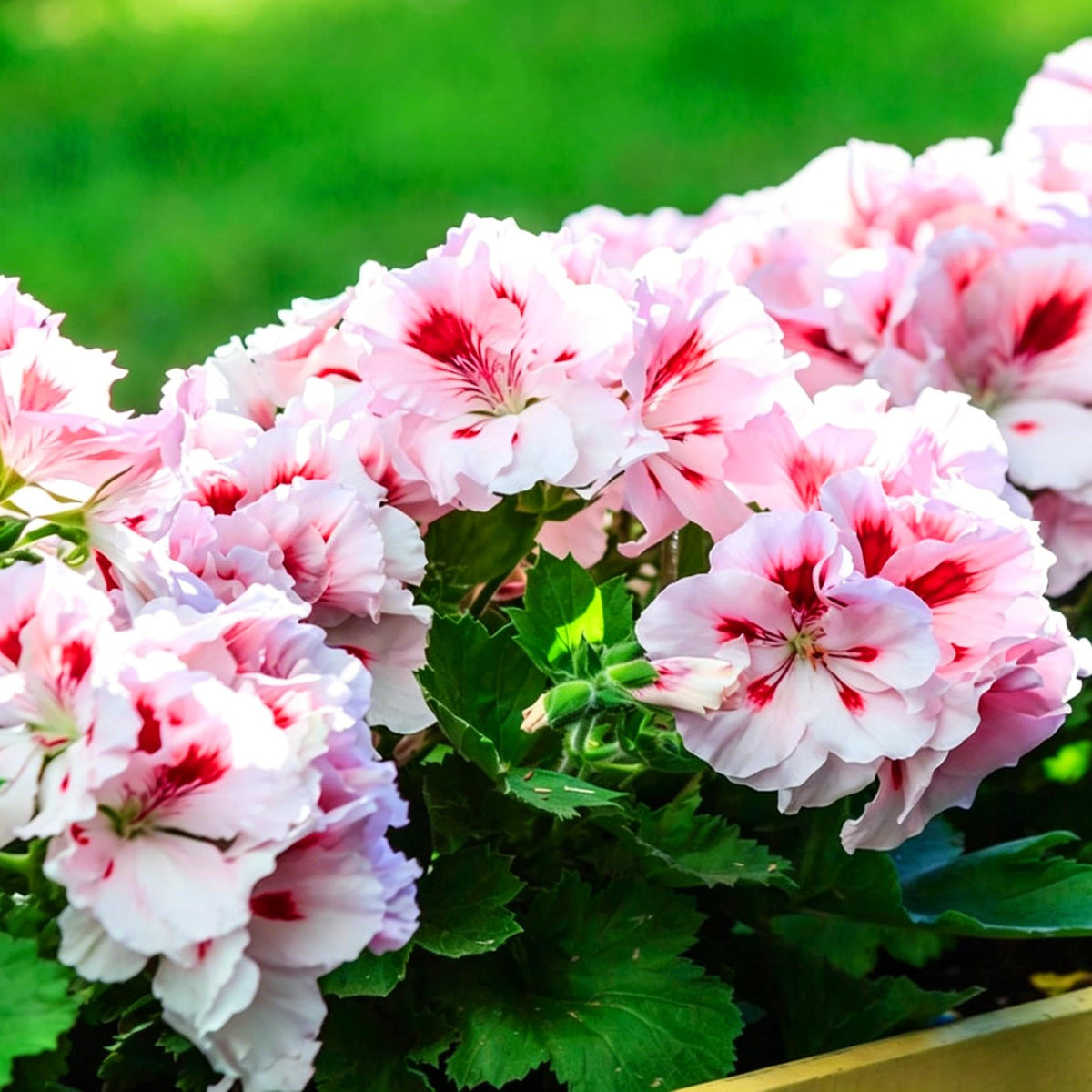 Mixrug geranium seeds can be sown in spring or mild winters.