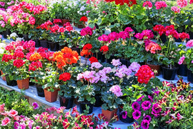 Mixrug geranium seeds suit gardeners across zones 3–9 for seasonal color.