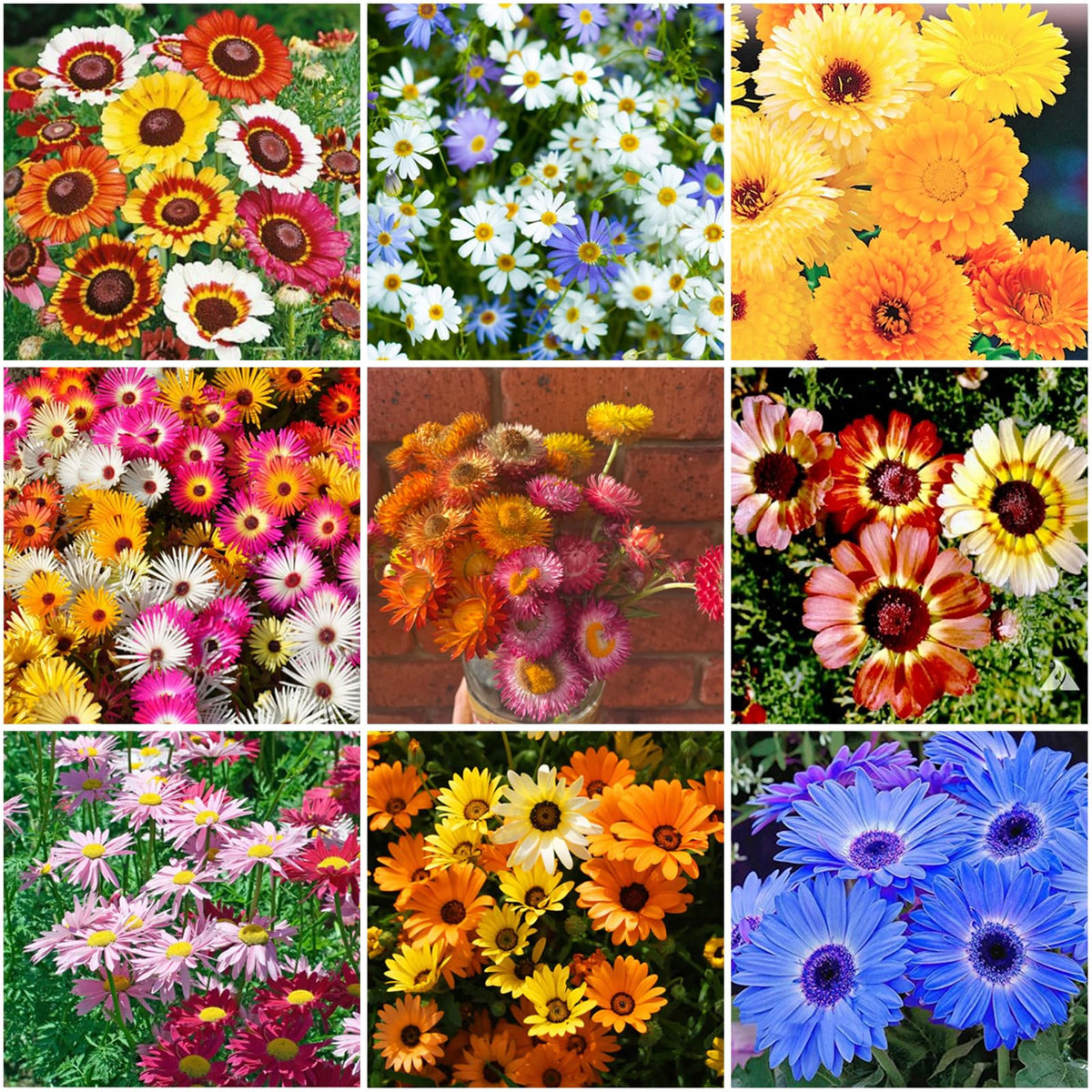 Mixrug gerbera daisy seed mix ready to plant for vibrant garden color