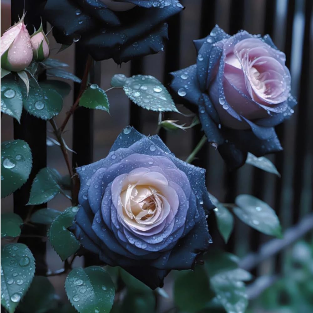 Mixrug gothic elegant rose flower adds dramatic garden presence