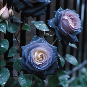 Mixrug gothic elegant rose flower adds dramatic garden presence