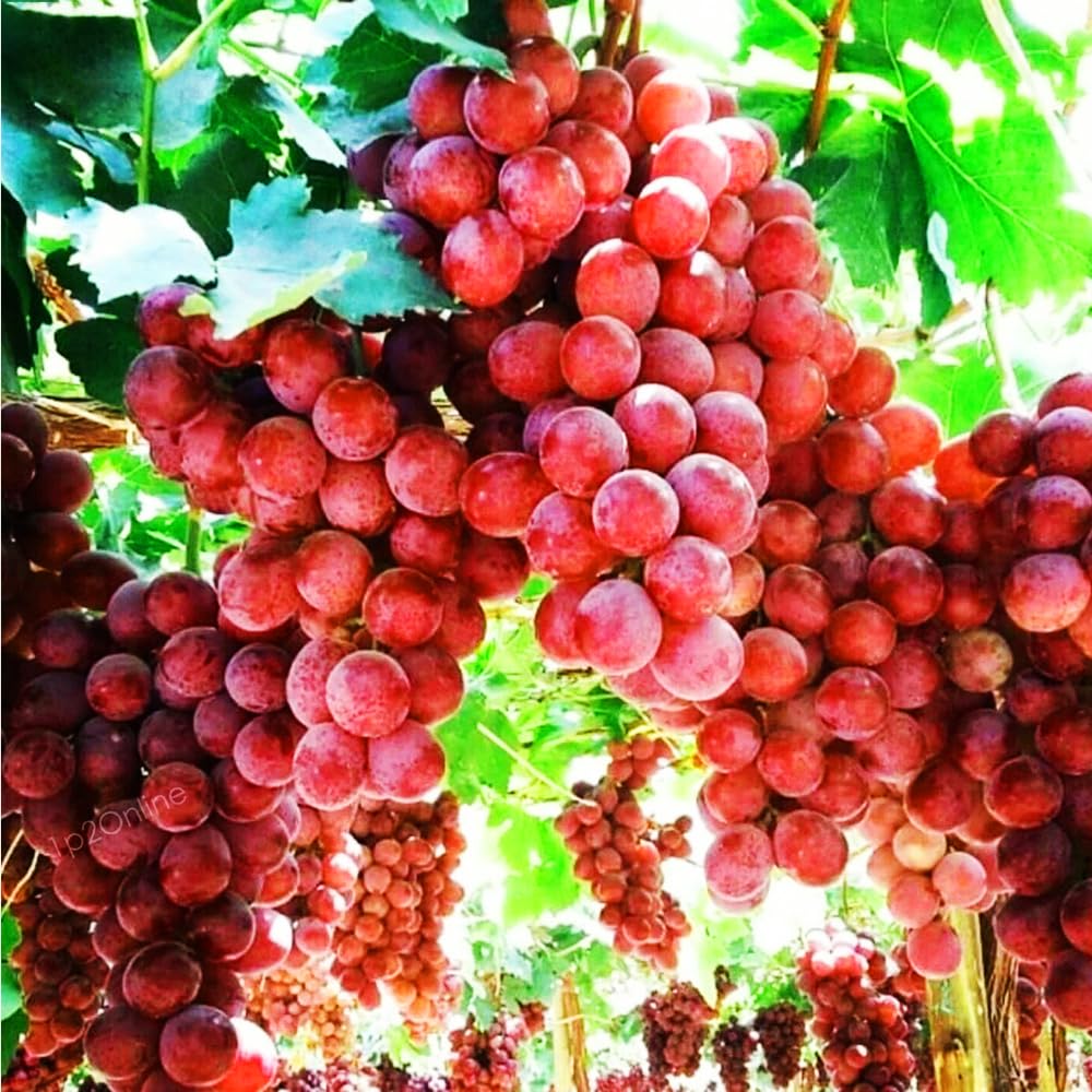 Mixrug grape vine seedling thriving in a container.