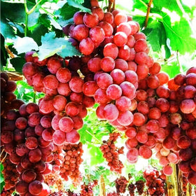 Mixrug grape vine seedling thriving in a container.