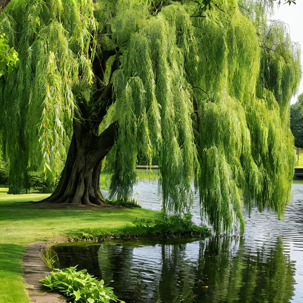 Mixrug green willow seeds pack ready for planting along water edges for erosion control