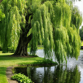 Mixrug green willow seeds pack ready for planting along water edges for erosion control
