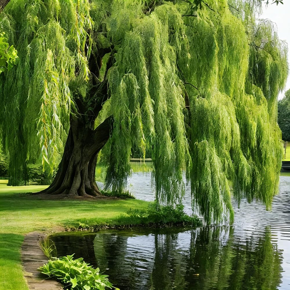 Mixrug green willow seeds pack ready for planting along water edges for erosion control