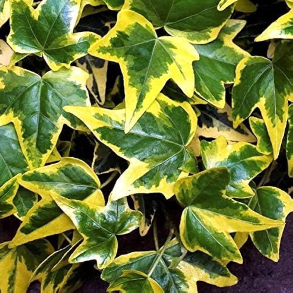 Mixrug ground-cover ivy seeds provide dense, weed-suppressing growth