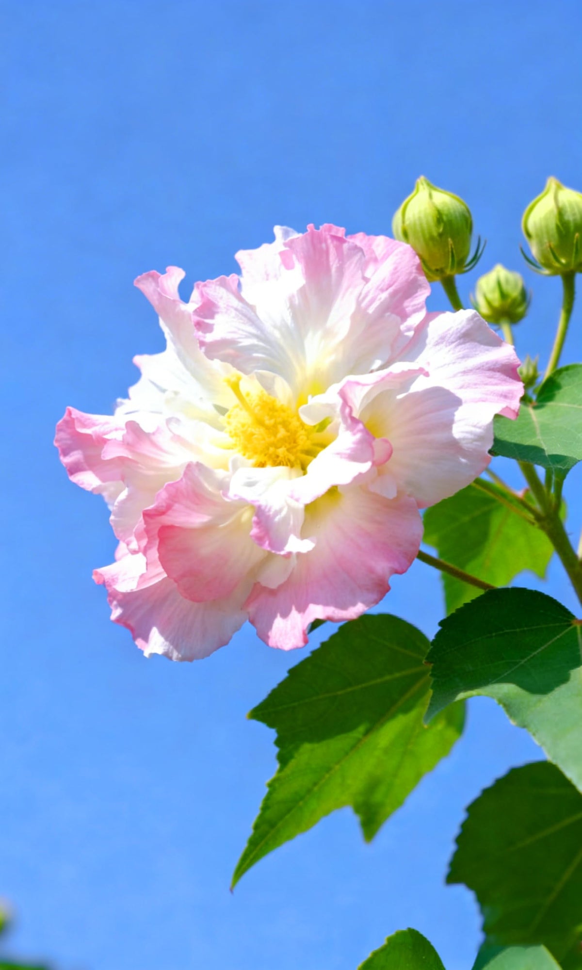 A hibiscus in a hanging basket showing striking color in small spaces