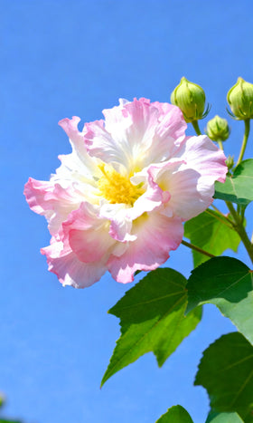 A hibiscus in a hanging basket showing striking color in small spaces