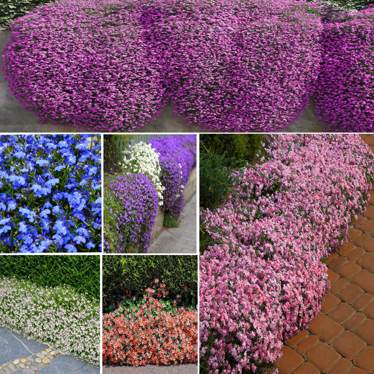 Mixrug hanging basket display showcases cascading lobelia blooms