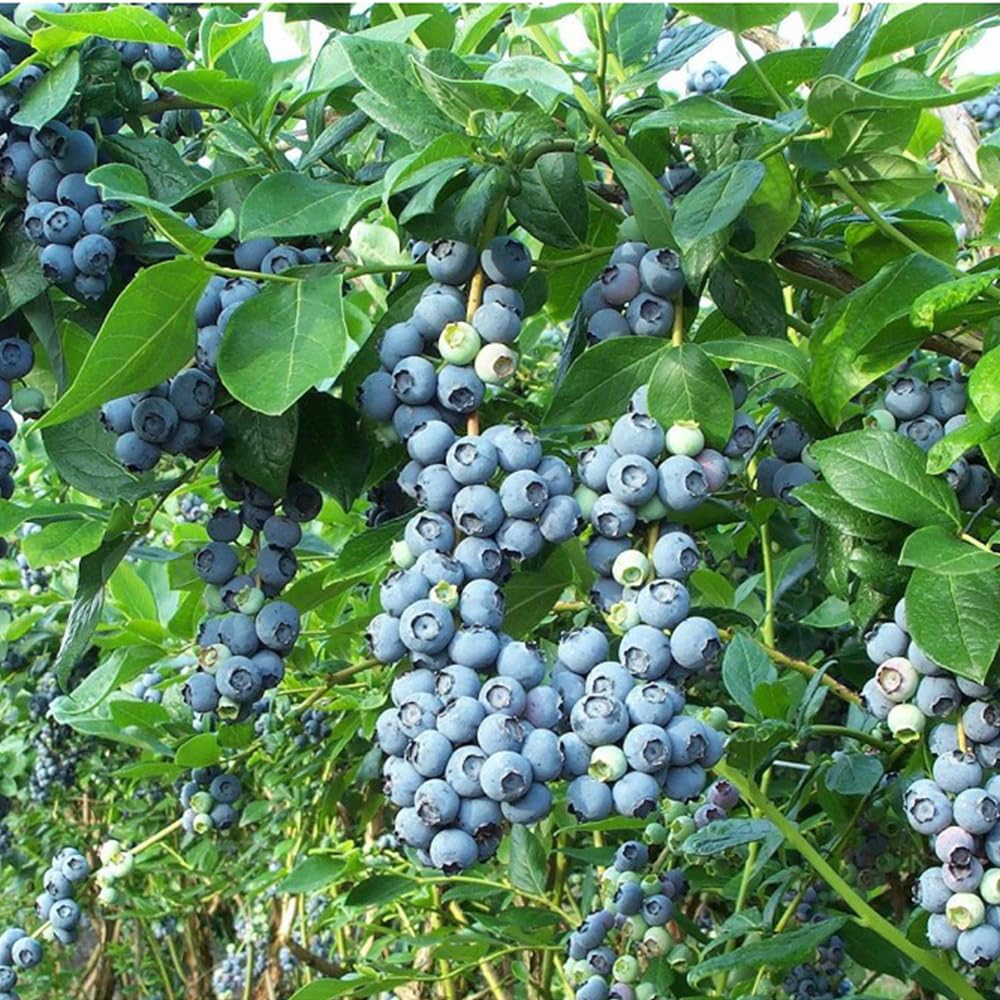 Mixrug harvest-ready berries on bush image evokes fresh fruit harvest potential.