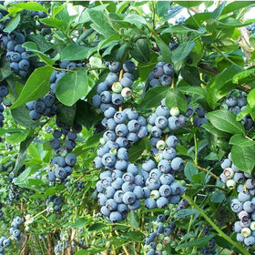 Mixrug harvest-ready berries on bush image evokes fresh fruit harvest potential.