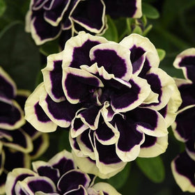 Mixrug heirloom non-GMO petunia seeds close-up emphasizing seed authenticity