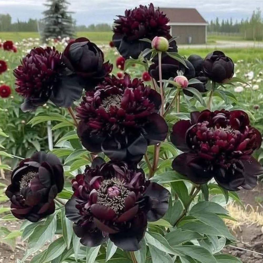 Mixrug heirloom non-GMO seeds offer timeless garden beauty.