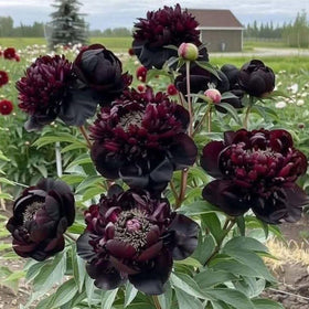 Mixrug heirloom non-GMO seeds offer timeless garden beauty.